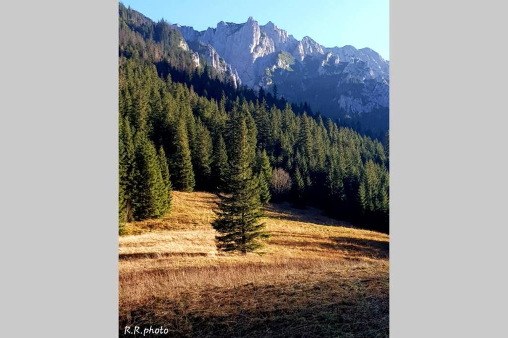 Domek Goralski Parzenica Kościelisko Dış mekan fotoğraf